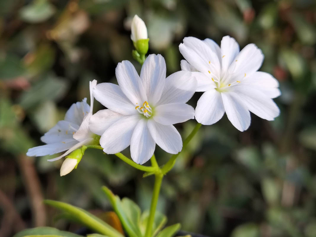Lewisia cotyledon en fleurs dans un milieu ensoleillé de montagne
